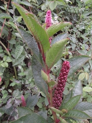 Phytolacca bogotensis