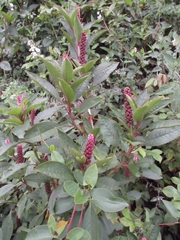 Phytolacca bogotensis
