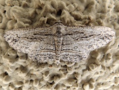 Iridopsis obliquaria