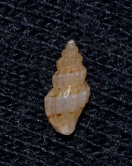 Turridae