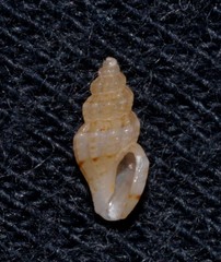 Turridae