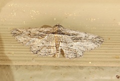 Iridopsis obliquaria