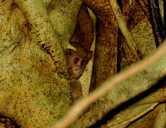 Tarsius spectrumgurskyae