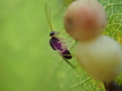 Synergini