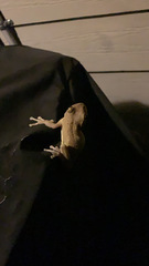 Osteopilus septentrionalis