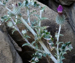 Cirsium occidentale