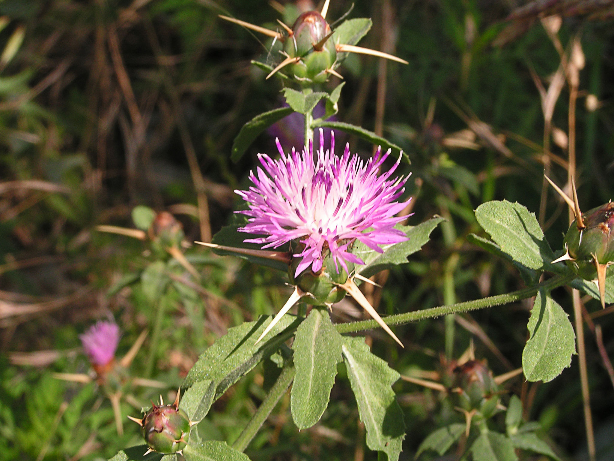 Centaurea iberica