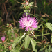Iberian Star-Thistle - Photo (c) Arthur Chapman, some rights reserved (CC BY-NC-SA)