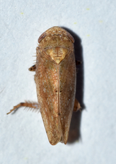 Paraphlepsius continuus