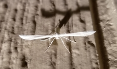 Hellinsia homodactylus