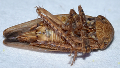 Paraphlepsius continuus