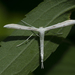 Plain Plume Moth - Photo (c) Edgar Spalding, some rights reserved (CC BY-NC), uploaded by Edgar Spalding