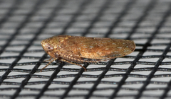 Paraphlepsius continuus