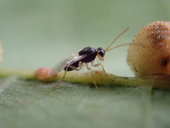 Synergini