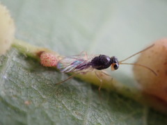 Synergini