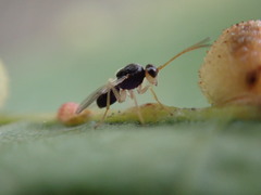 Synergini