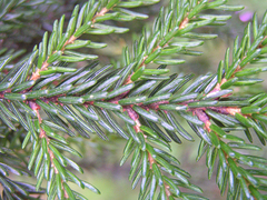 Picea orientalis