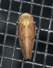 Paraphlepsius continuus