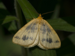 Macaria ribearia