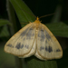 Macaria ribearia - Photo (c) Edgar Spalding,  זכויות יוצרים חלקיות (CC BY-NC), הועלה על ידי Edgar Spalding