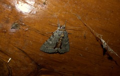 Catocala grynea