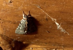 Catocala grynea