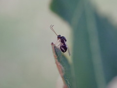 Synergini