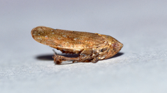 Paraphlepsius continuus