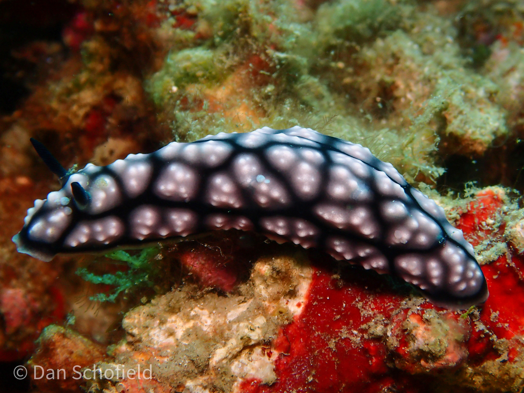 Pustular phyllidia