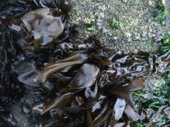 Mazzaella laminarioides