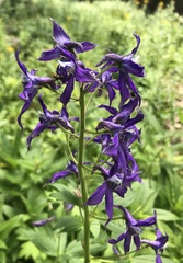 Delphinium barbeyi