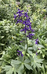 Delphinium barbeyi