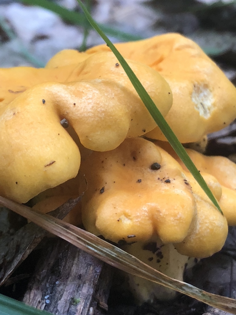 chanterelles from Allegany State Park, Salamanca, NY, US on July 23