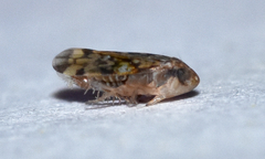 Xestocephalus similis