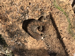 Diplodactylus vittatus