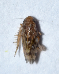 Xestocephalus similis