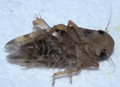 Xestocephalus similis
