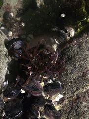 Chondracanthus chamissoi