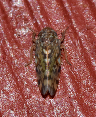 Xestocephalus similis