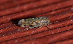 Xestocephalus similis