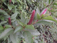 Phytolacca bogotensis