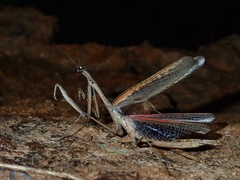 Statilia pallida