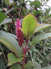 Phytolacca bogotensis