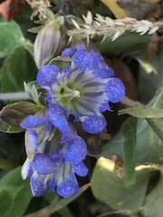 Gentiana affinis ovata