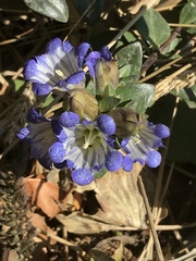 Gentiana affinis ovata