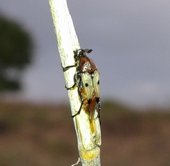 Macrosiagon pectinata