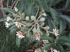 Solanum oblongifolium