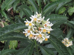 Solanum oblongifolium