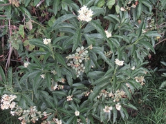 Solanum oblongifolium