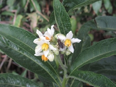 Solanum oblongifolium